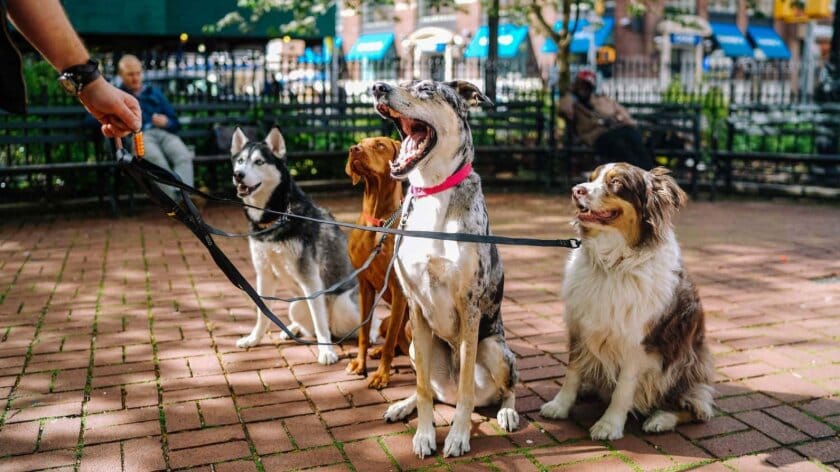 Dog walker with happy pups in a Los Angeles neighborhood