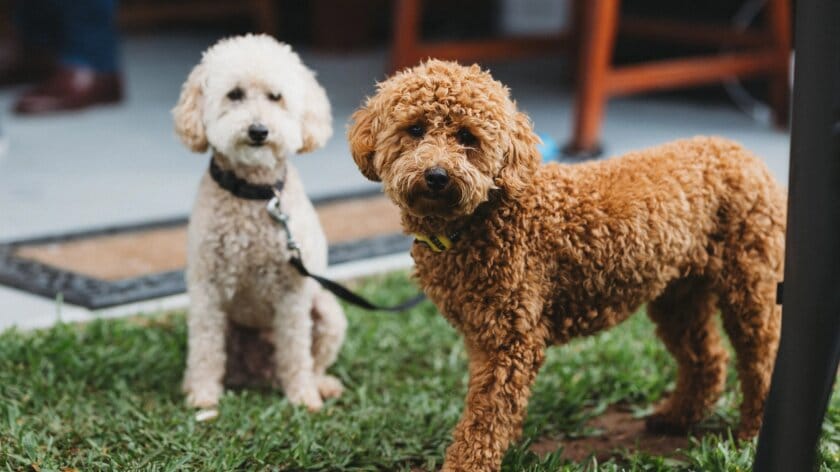 Dogs enjoying outdoor activity in the Valley