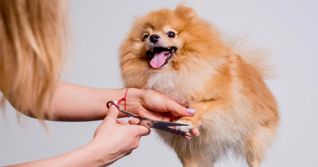When Should Your Dog Get Groomed? A Complete Schedule