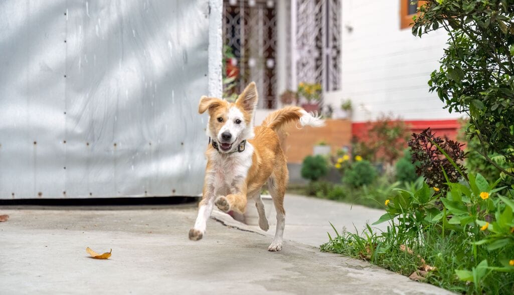 A Dog happily arriving at daycare facility