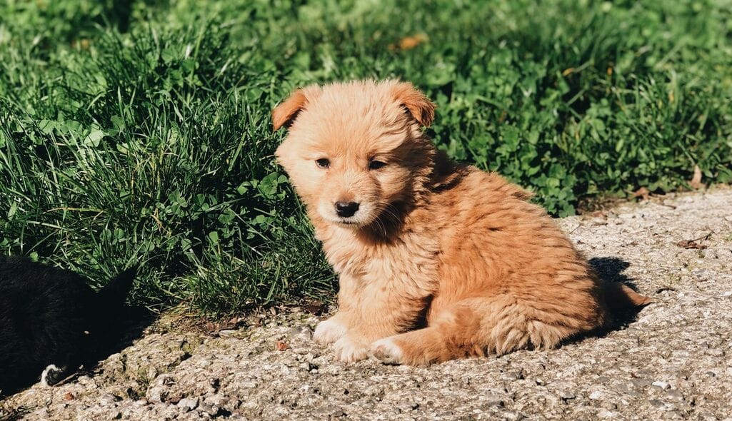Puppy sitting attentively on a sunny Valley sidewalk