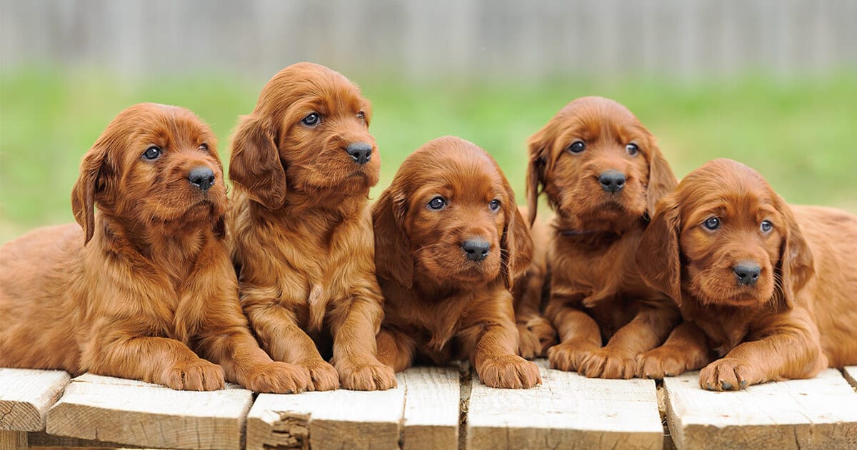Basic Training Every Puppy Needs