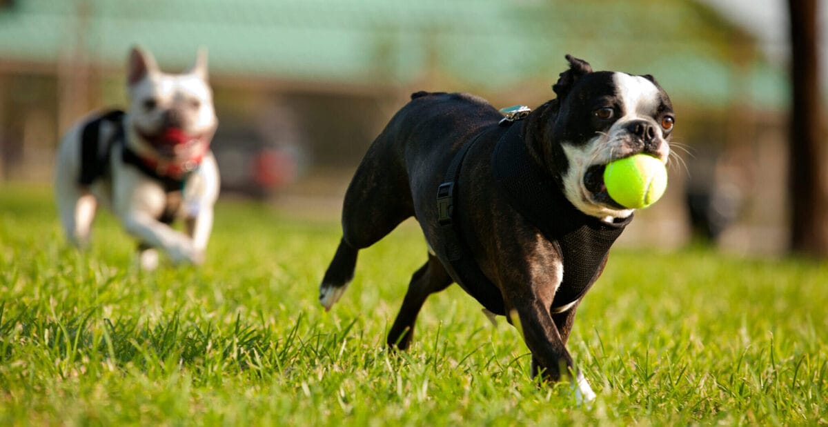 Best Dog-Friendly Parks to Visit Near Sherman Oaks