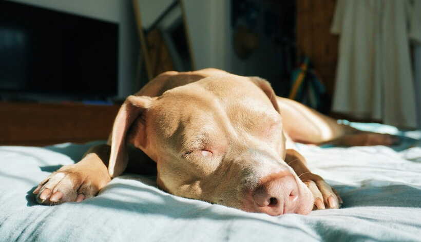 A dog sleeping in the sun