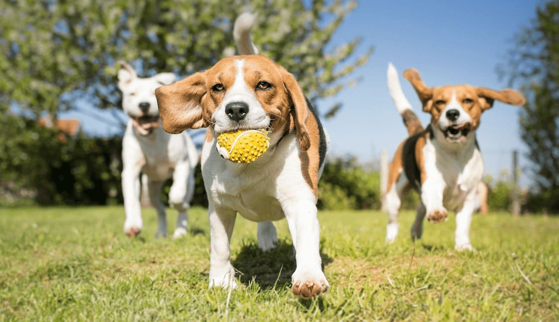 dogs playing in a park