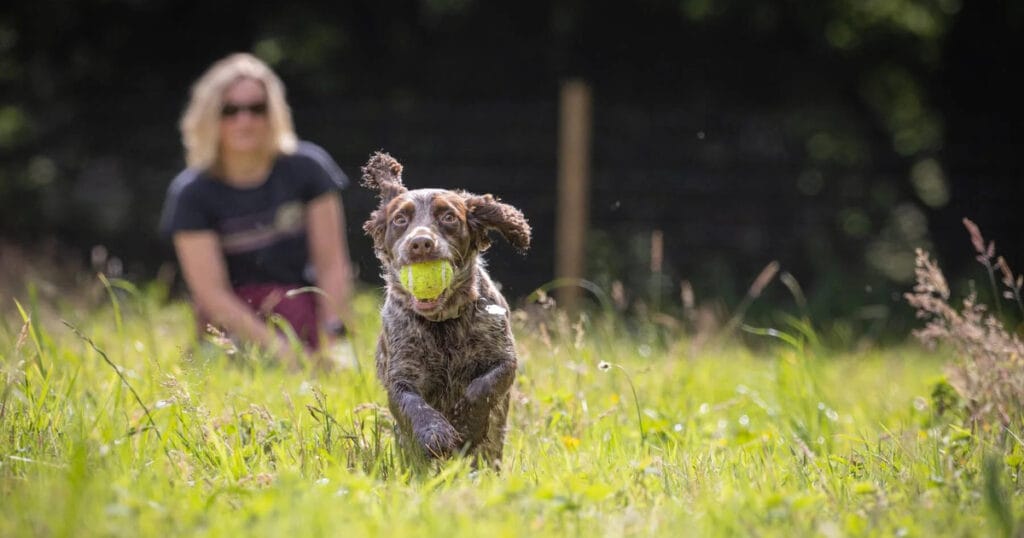 How Much Exercise Does Your Dog Really Need?