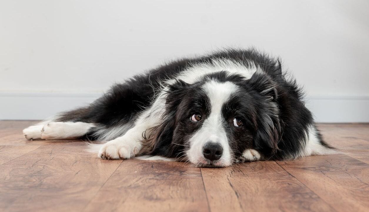 A bored dog that needs socialization