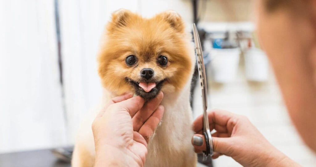 Fear-Free Grooming: What It Means and Why It Matters