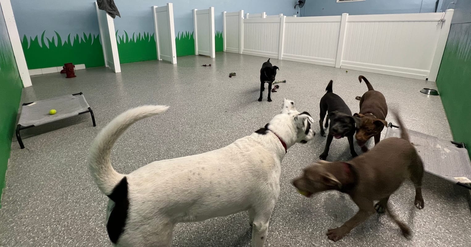 Is Doggy Daycare Really Worth the Price?