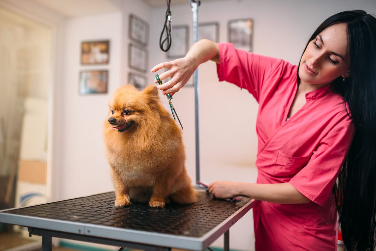 A dog groomer trimming a dog's hair